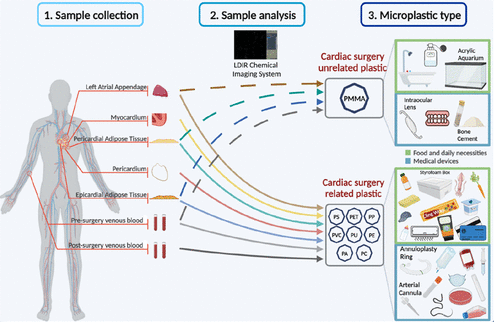 Microplastics in humans