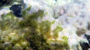 The death of the Great Barrier Reef