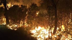 Millennial forest fires in Tasmania
