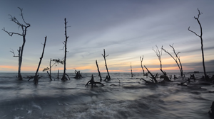 Destruction of mangrove forests