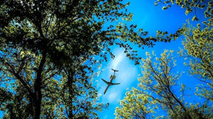 Reset kerosene on a forest of Fontainebleau