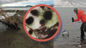 Status Baikal inexorably worsens