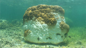 The death of corals in the South China Sea