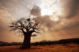 Baobab death in Africa