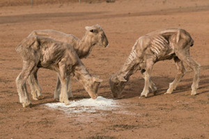 Drought in New South Wales