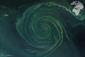 Cyanobacteria in the Gulf of Finland