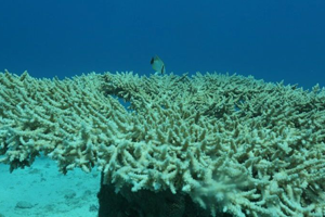 Coral death near Okinawa