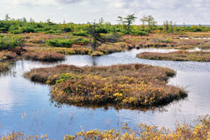 The death of the green cover of the Arctic