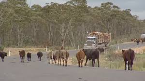 Grazing cows along highways in Australia