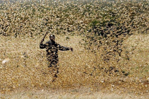 Locust plague