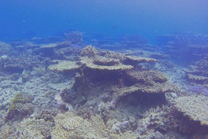 Mass death of the animal world