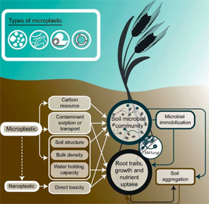 Penetration of microplastics into plants