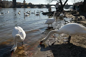 Drought in the Czech Republic