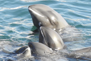Beaked dolphins