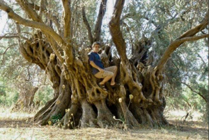2,500-year-old olive tree on the island of Evia