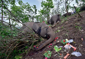 Death by lightning of a herd of elephants in India