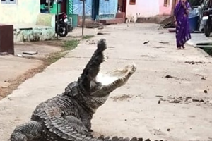 Crocodiles on the streets of Iranian settlements