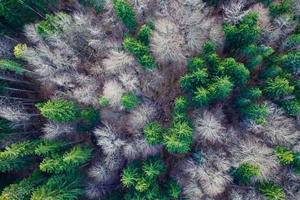 Reduction of forest areas