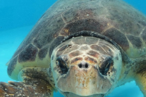 Loggerhead turtle
